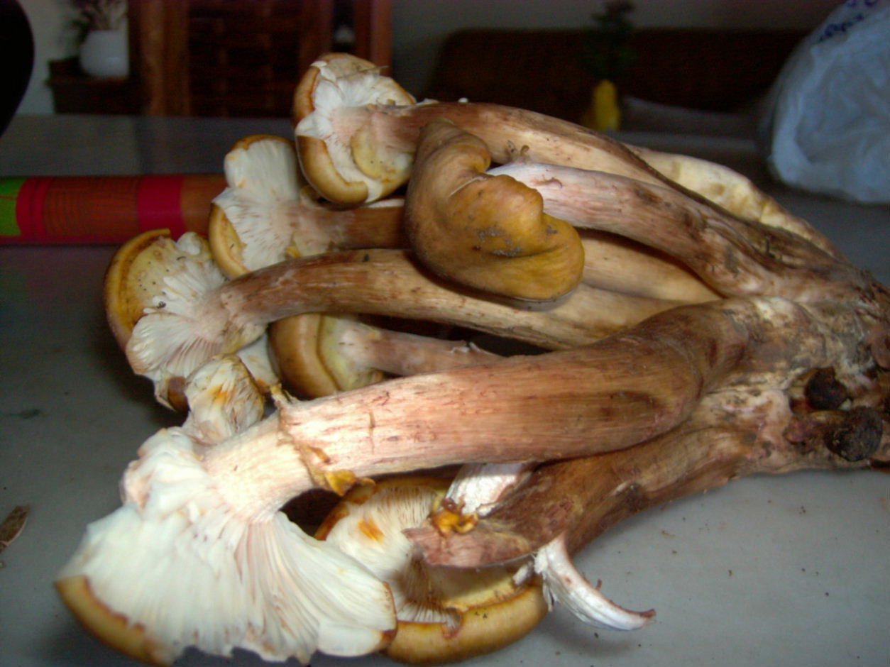 Armillaria mellea?